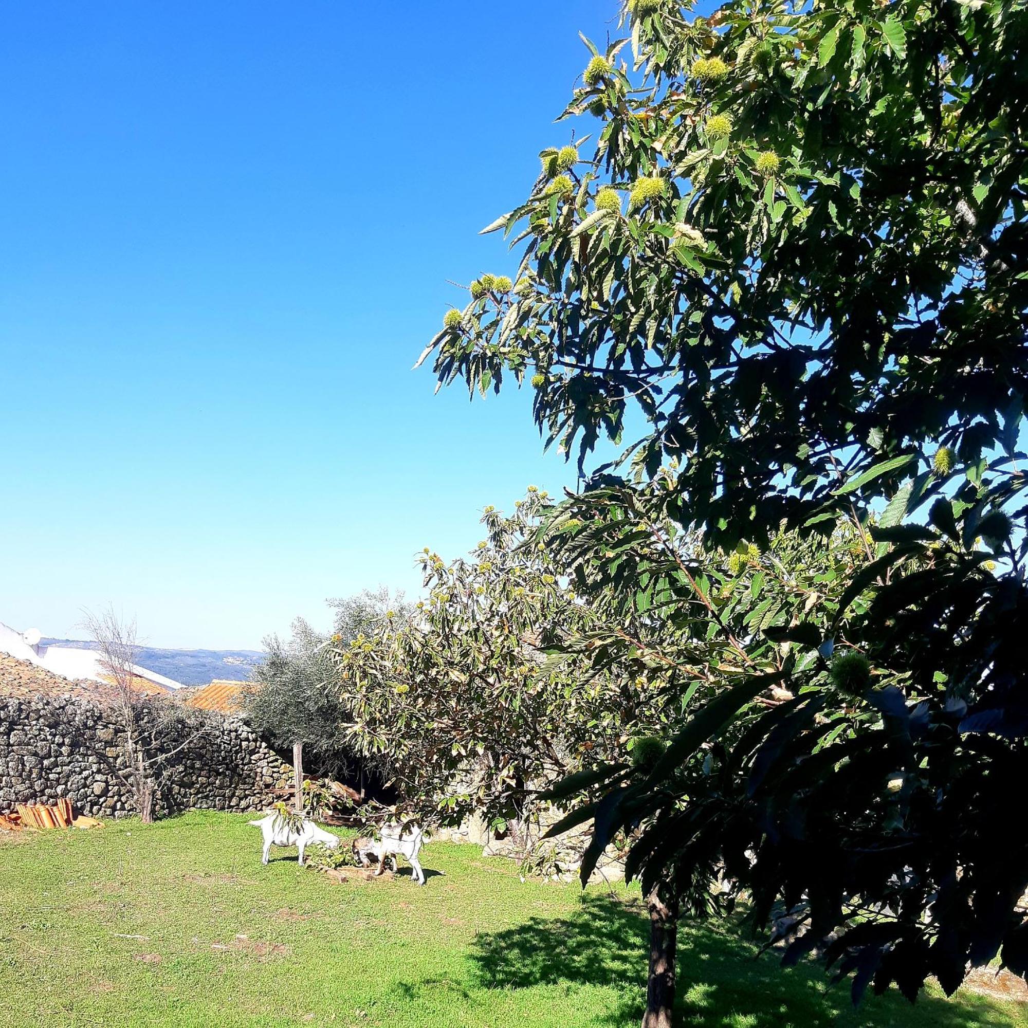 Solar Dos Carvalhos Bed & Breakfast Sernancelhe Cameră foto